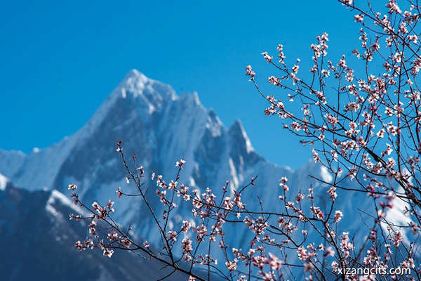 林芝桃花節(jié)是什么時(shí)間